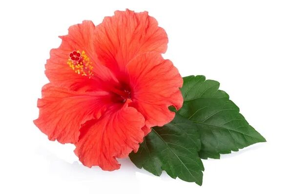 Cystonette sisältää hibiscus-uutetta